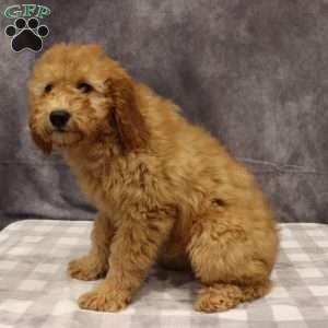 Molly, Mini Goldendoodle Puppy